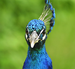 Image showing peacock portrait