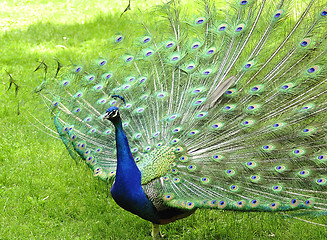 Image showing peacock