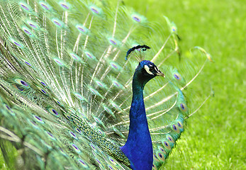 Image showing peacock