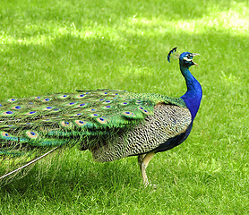 Image showing  peacock 