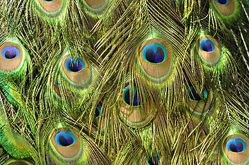 Image showing Peacock feathers