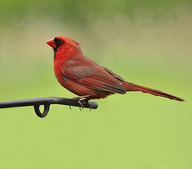 Image showing Male northern cardinal