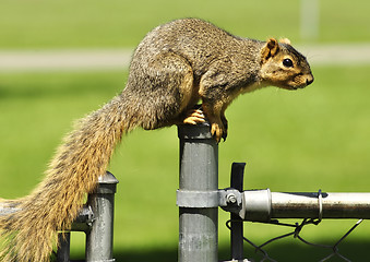 Image showing fox squirrel