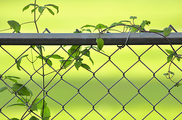 Image showing vine on a fence