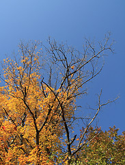 Image showing colorful trees