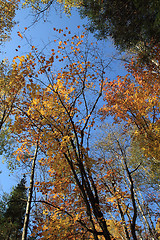 Image showing colorful trees