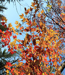 Image showing red leaves