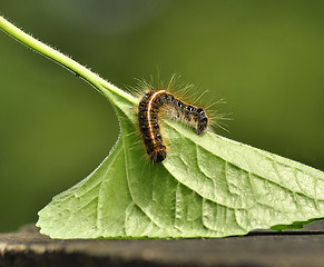 Image showing Black caterpillar