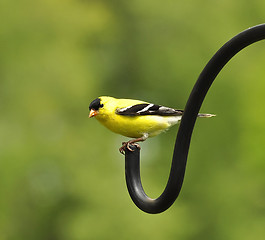 Image showing perched goldfinch 