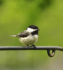 Image showing Black-capped chickadee 