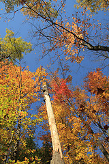 Image showing colorful trees