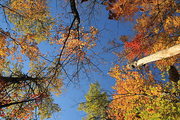 Image showing colorful trees