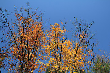 Image showing colorful trees