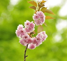 Image showing The almond tree pink flowers 