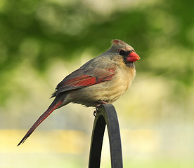 Image showing cardinal female 