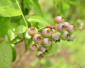 Image showing blueberrie