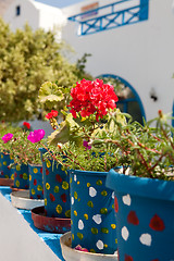 Image showing Geranium pots, Santorini, Greece