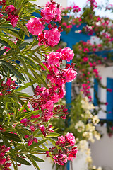 Image showing Flowers in Santorini, Greece