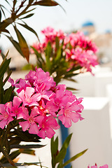 Image showing Pink flowers in Perissa, Santorini, Greece