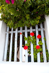 Image showing Geranium, Thira, Santorini, Greece