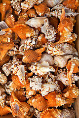 Image showing Seashells