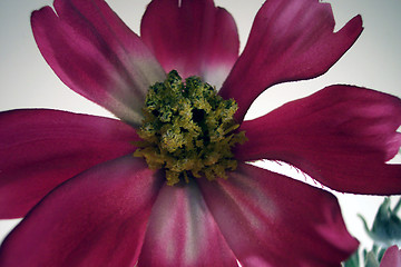 Image showing fake red flower