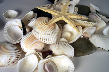 Image showing shells and starfish