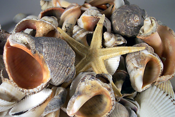 Image showing screw and other shells