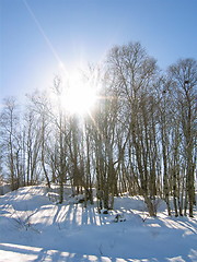 Image showing Hardwood forest