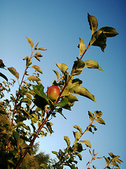 Image showing Organic Apples