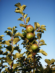 Image showing Organic Apples