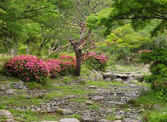 Image showing Summer Japanese garden