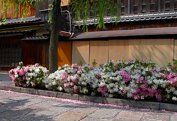 Image showing Gion spring