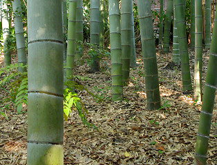 Image showing Bamboo forest-detail