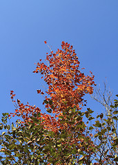 Image showing colorful tree
