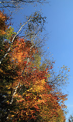 Image showing colorful trees