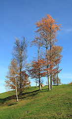 Image showing trees in the field