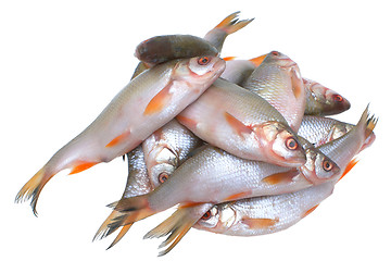 Image showing Fish.