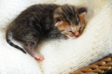 Image showing Newborn kitten