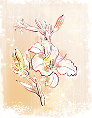 Image showing shabby outline Illustration of  the white lily 