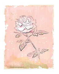 Image showing vintage white rose