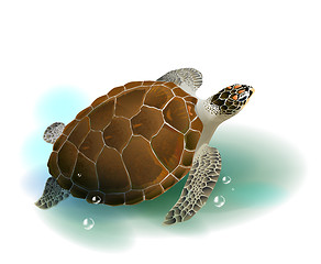 Image showing sea turtle swimming in the ocean 