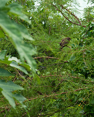 Image showing Mourning Dove