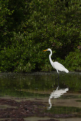 Image showing Great Egret