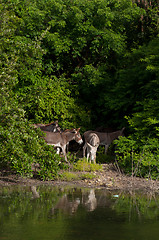 Image showing Donkeys