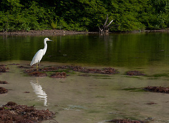 Image showing Heron