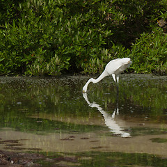 Image showing Great Egret