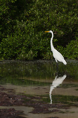 Image showing Great Egret