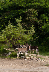 Image showing Donkeys