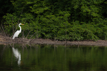 Image showing Great Egret